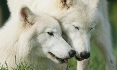 Воссозданные лютоволки превратились в гигантов: новый проект науки пугает масштабами успеха