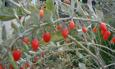 Кизил становится плодовой культурой для частных садов — Mein Schöner Garten