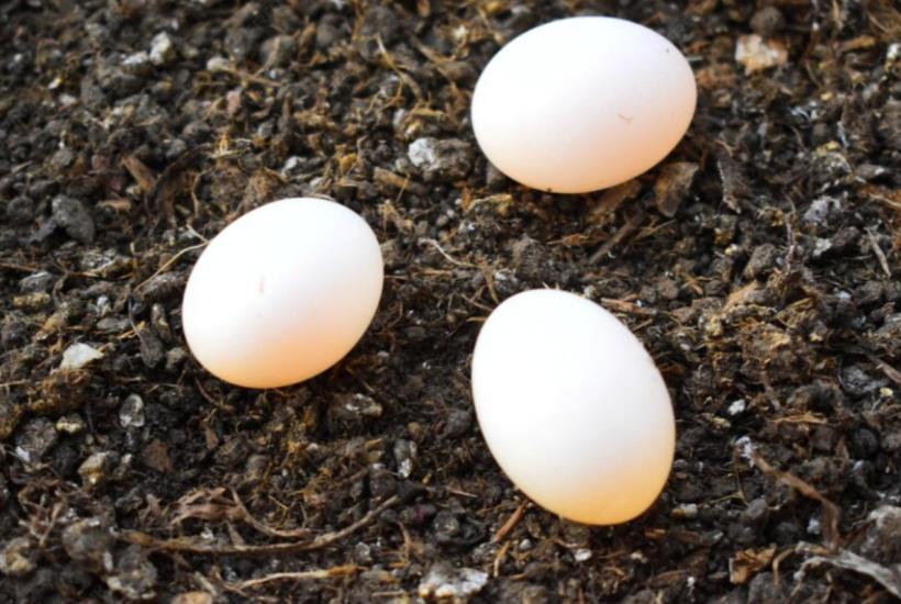 Яйца с банановой кожурой создают комплексное удобрение
