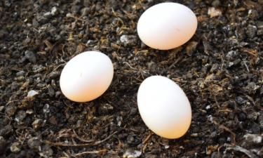 Яйца с банановой кожурой создают комплексное удобрение