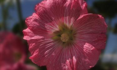 Мальва вырастает до полутора метров в естественной среде — Ciceksel
