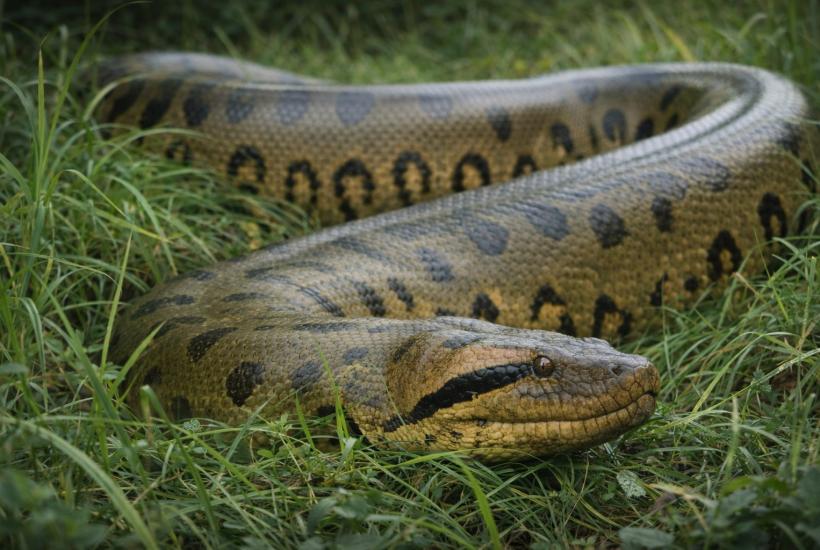 Анаконда в траве
