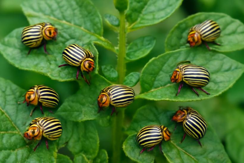 Колорадские жуки