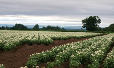 Разрушители почвы: что на самом деле стоит за плохим урожаем картошки