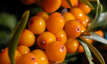 Одревесневшие черенки облепихи приживаются без полива