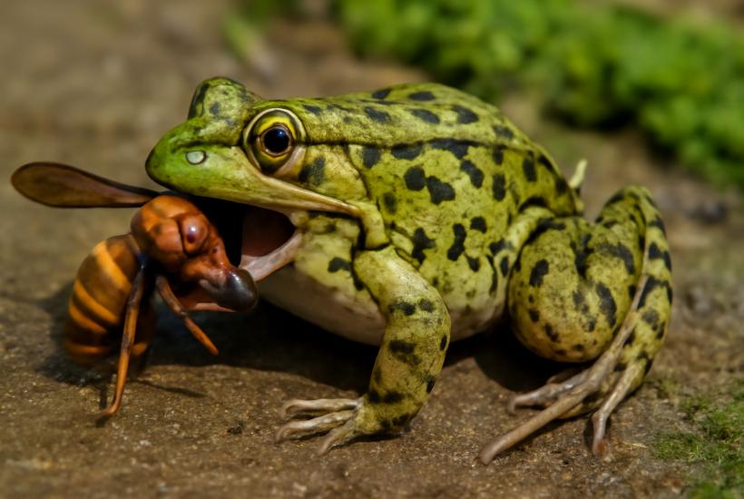 Чернопятнистая лягушка