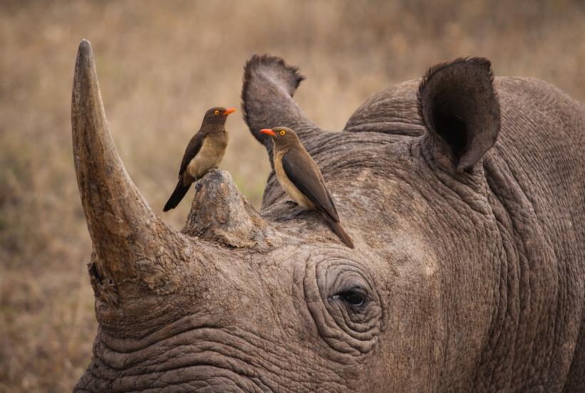 Птицы на носороге