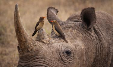 Волоклюи подают тревожные сигналы при приближении людей к носорогам