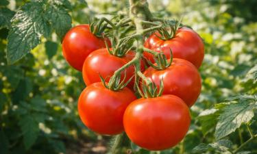 Невысокие, крепкие, с первыми красными плодами: помидоры, усыпанные раньше срока