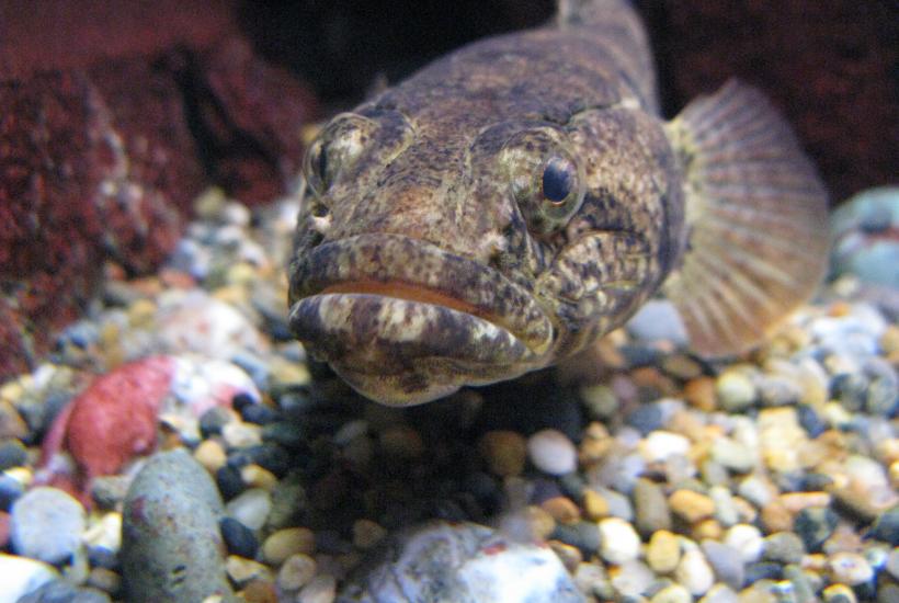 Odontobutis obscura1, ротан