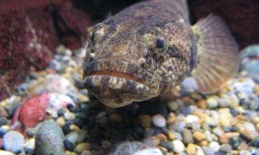 Новосибирские рыбопромышленники впервые провели экспорт ротана в Китай