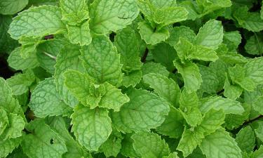 Зеленые фильтры: эти растения помогут дышать легко даже в душной квартире