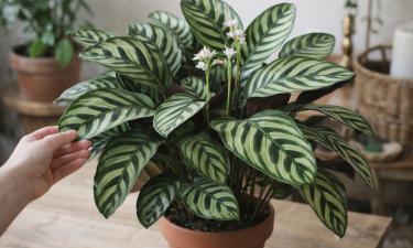 Калатея теряет окраску листьев при прямом солнце