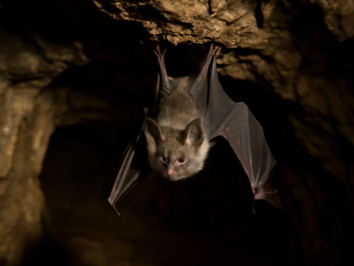 Как заражение летучих мышей несколькими вирусами может привести к появлению новых штаммов коронавируса