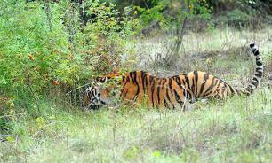 Тигр Амур и козел Тимур погуляют на новогоднем корпоративе
