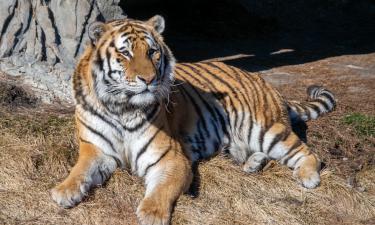 Краснокнижный хищник погиб у детского лагеря — что произошло в Приморье