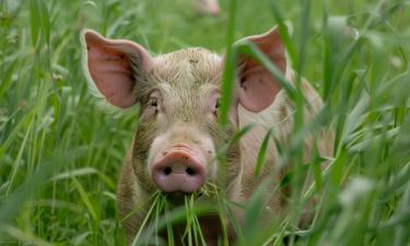 600 диких свиней в Англии стали жертвами "охоты" за идеальным кадром — New York Post