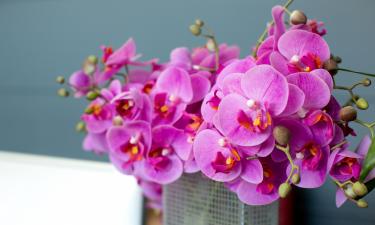 Орхидея не цветёт при нехватке света в зимний период