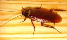 Горячие точки в доме: эти кухонные приборы становятся тайным приютом тараканов