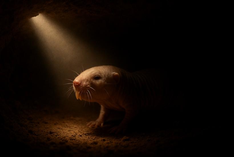 Голый землекоп 