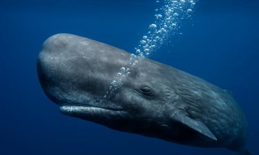 Учёные расшифровали "язык" кашалотов