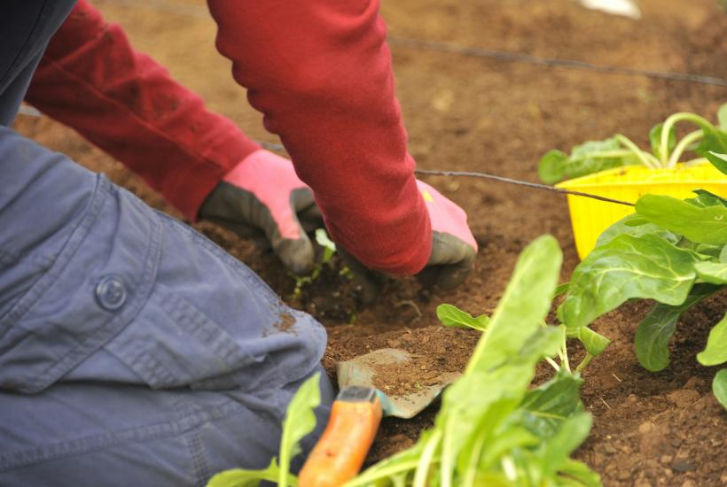 Садовод перекапывает грядку штыковой лопатой