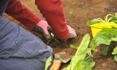 Севооборот возвращает культуры на грядку не раньше чем через 3–4 года — Хромов