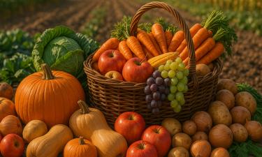 Капельный полив помогает плодам накапливать больше сахара