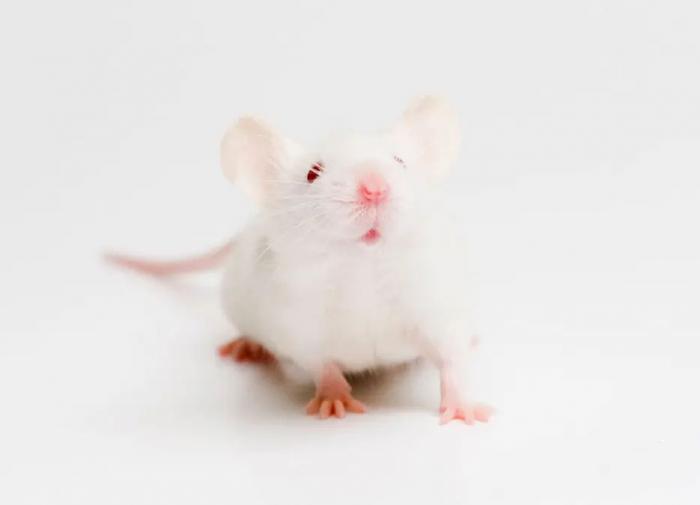 Кровь молодых мышей продлевает жизнь старым