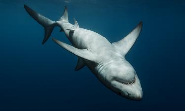 Биологи объяснили: замирание акул при перевороте связано с древним рефлексом