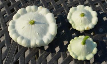 Садоводы сеют шпинат, рукколу и укроп в августе для урожая осенью