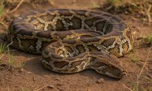 Змеи, для которых человек — лишь обед: четыре хищника без страха и жалости