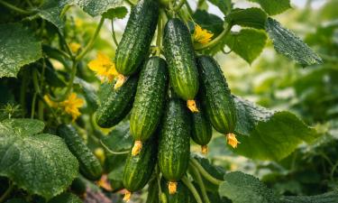 Урожай без оглядки на прогнозы: огурцы, для которых плохой сезон больше не существует
