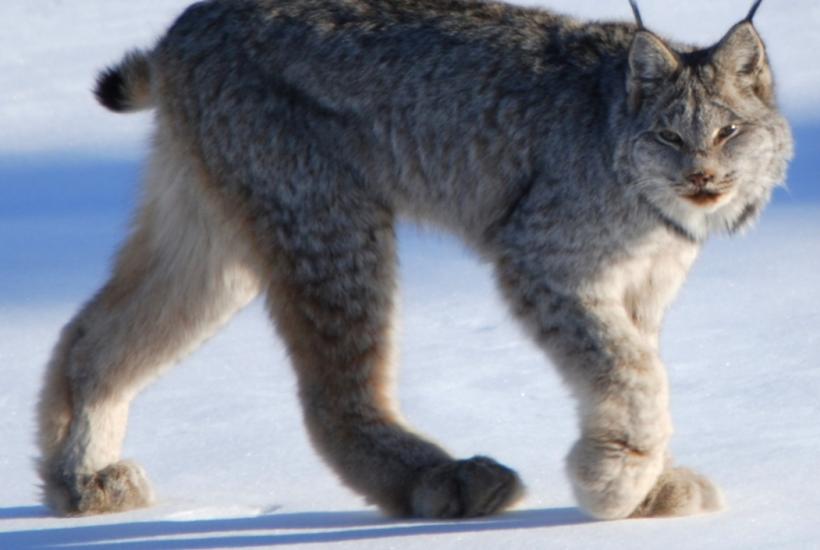 Канадская рысь