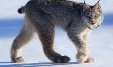 Пять клеток в литре снега определяют вид зверя — National Geographic