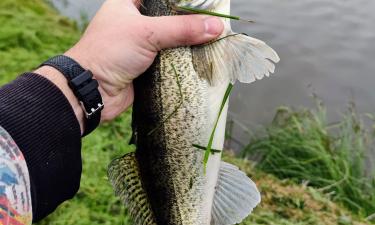 Судак, тарань и лещ могут попасть в Красную книгу Ростовской области — зоолог Дудкин