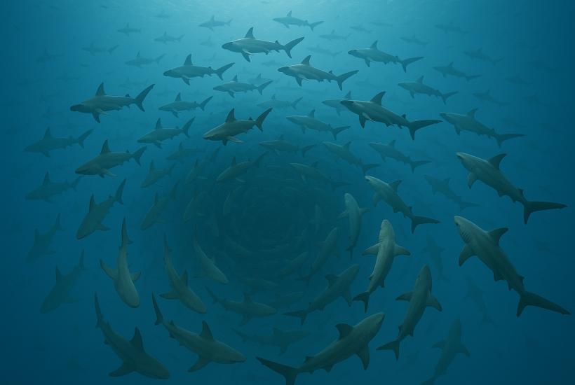 Водоворот акул