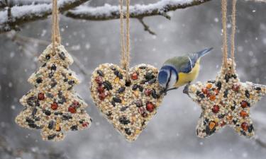 Домашние кормушки из жира и семян привлекают птиц зимой