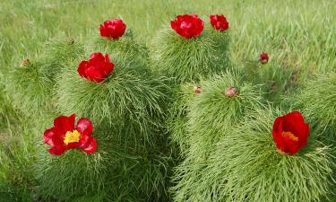 Тонколистный пион включён в Красную книгу России