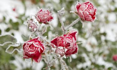 Удаление длинных побегов роз в декабре улучшает их зимовку — Actualno