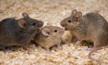 Самцы мышей используют самок для снижения агрессии — Университет Делавэра