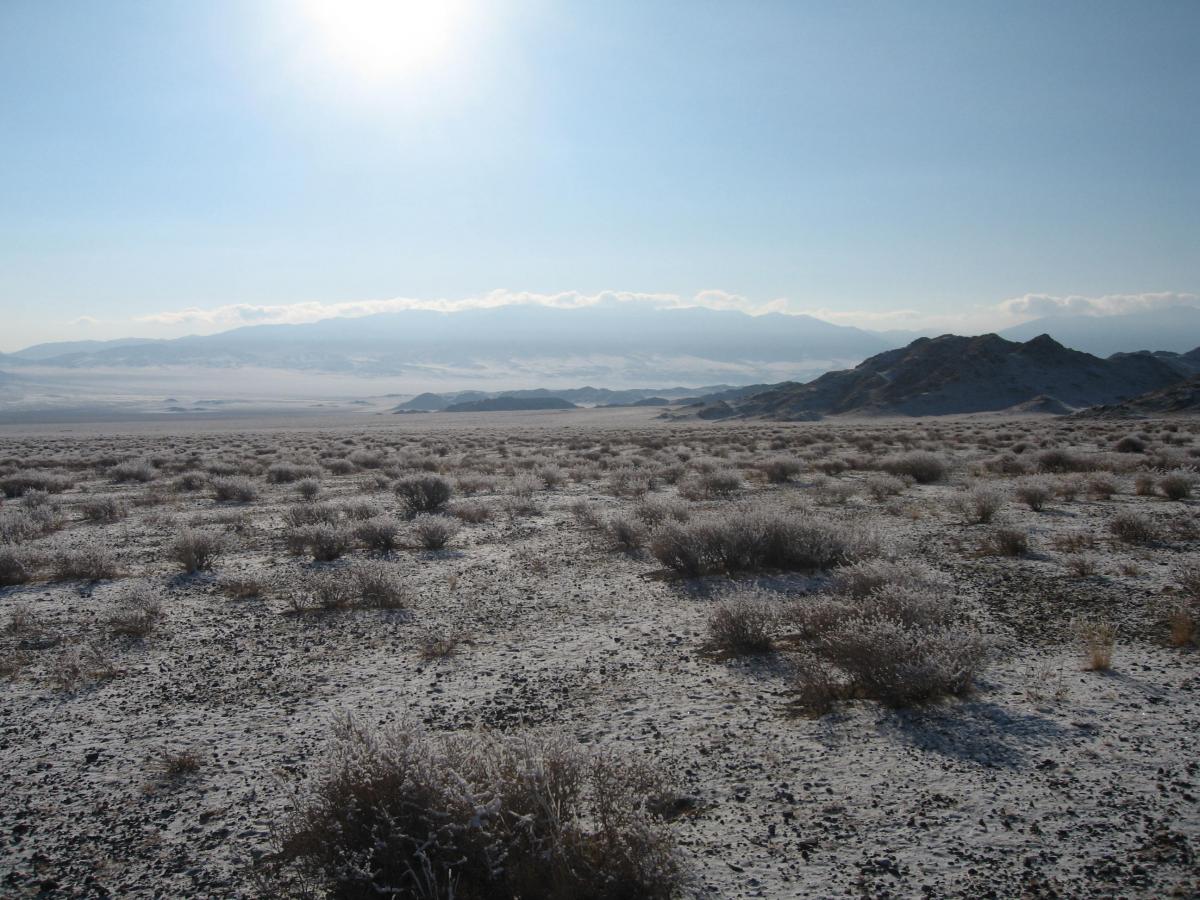 Китай высадил более 66 млрд деревьев против опустынивания LiveScience