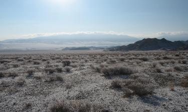 Китай высадил более 66 млрд деревьев против опустынивания — LiveScience