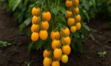 Томаты, созданные для маленьких участков: компактный куст отдаёт до 5 кг ярких янтарных плодов