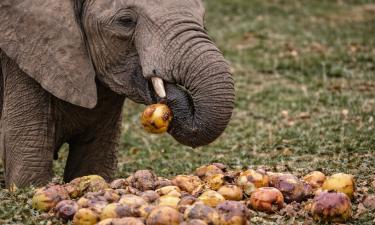 Дикие животные целенаправленно употребляют этанол из фруктов