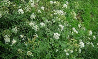 Испарения омежника вызывают головокружение — ботаник Джон Лайтфут