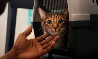 Ветеринары требуют чипировать животных перед международным перелётом