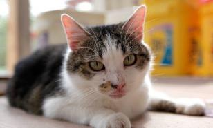 Еще одно убийство за кота: Пинок котенка стоил жизни жителю Чувашии