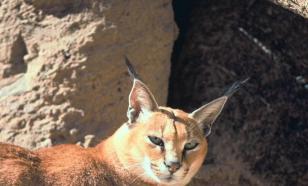 Каракал: особенности содержания полудиких кошек в домашних условиях