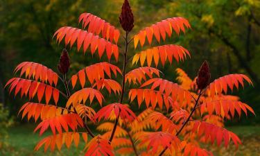 С виду безобидны, на деле опасны: деревья, превращающие участок в хаос